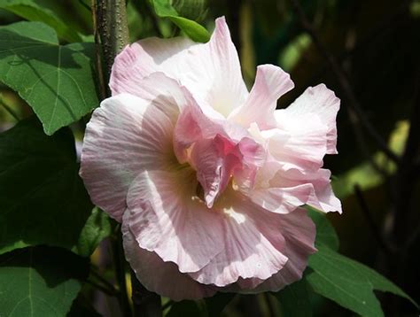 芙蓉會開花嗎|木芙蓉 Hibiscus mutabil